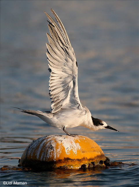  שחפית שוניות Bridled Tern  Sterna anaethetus                                   אילת,אוגוסט 2007,צלם-אודי ממן.